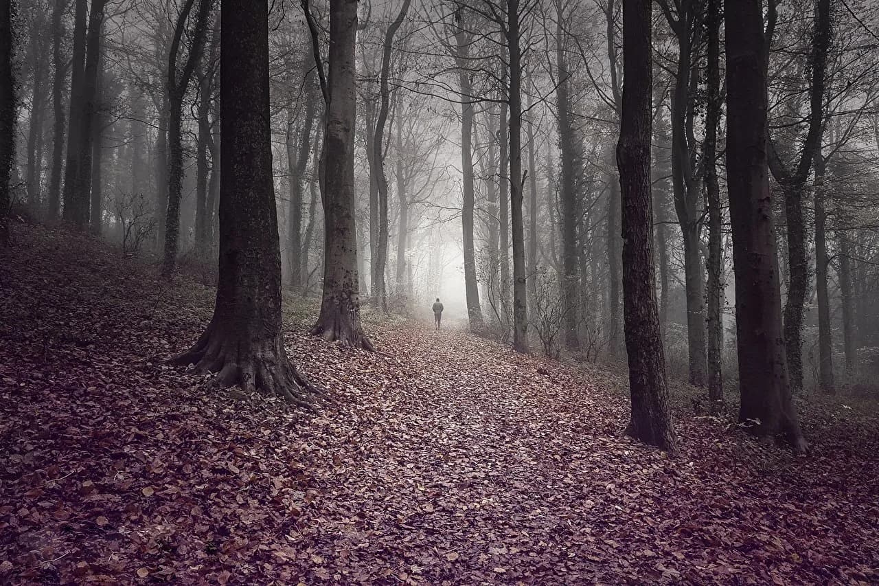 Bosque otoñal con niebla, sendero de hojas caídas y figura solitaria caminando hacia la luz entre árboles.