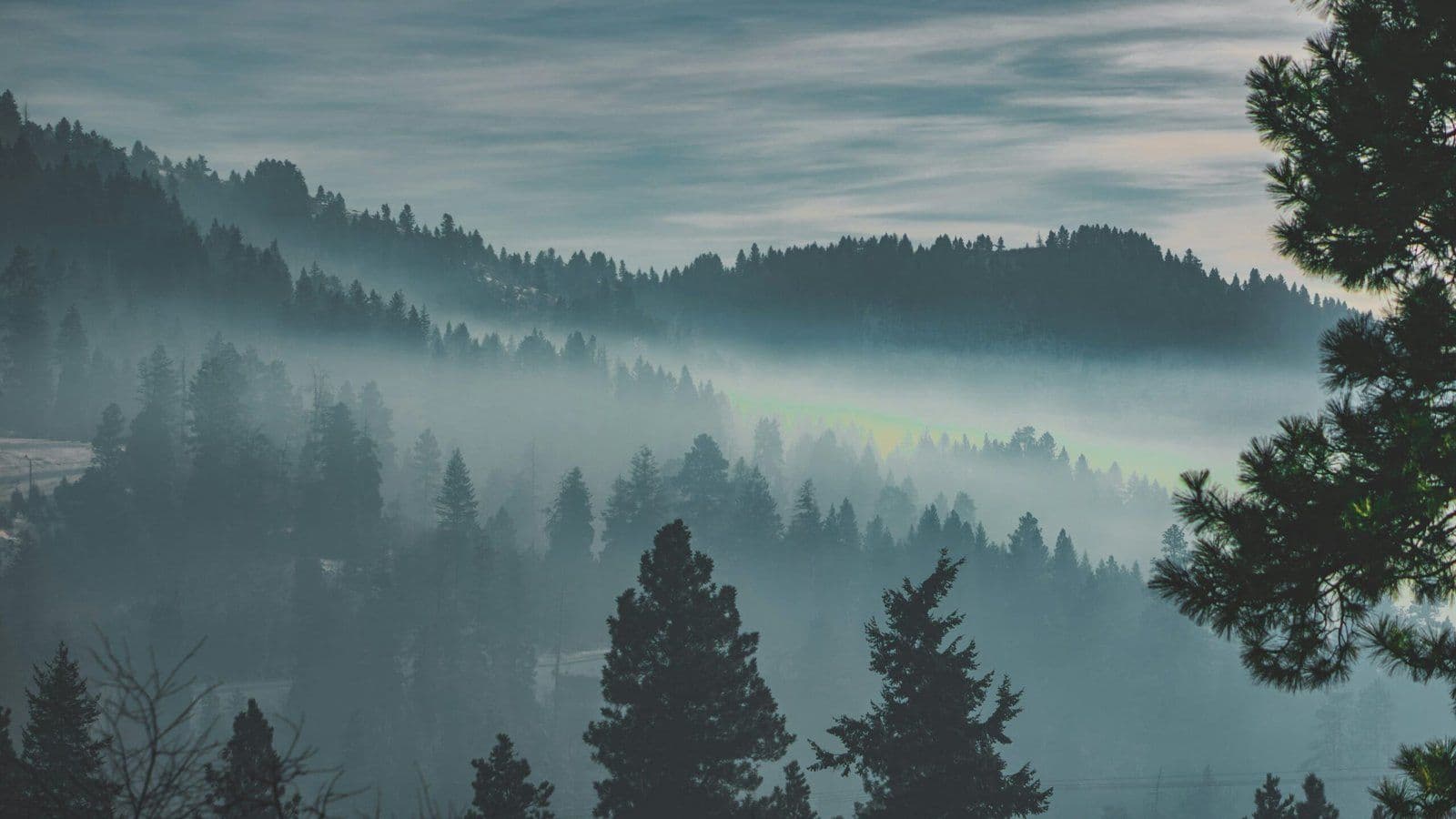 Bosque de pinos envuelto en niebla al amanecer, atmósfera misteriosa y épica de mundo abierto