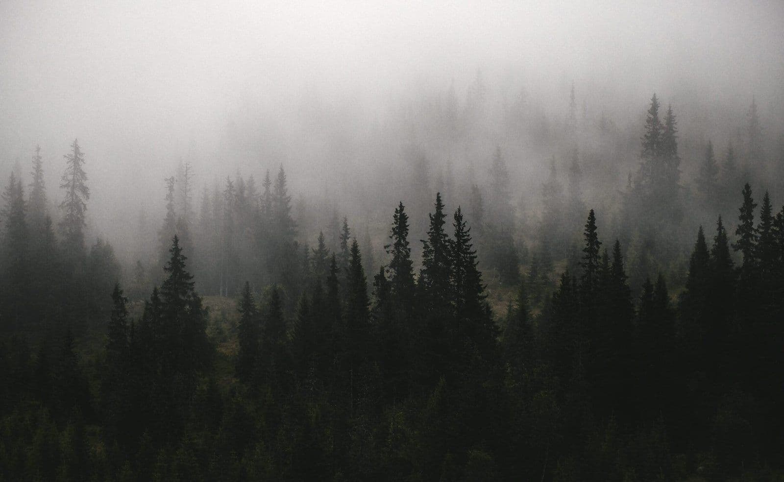 Bosque de pinos envuelto en niebla densa, atmósfera oscura y misteriosa evocando mundos de terror y aventura en videojuegos
